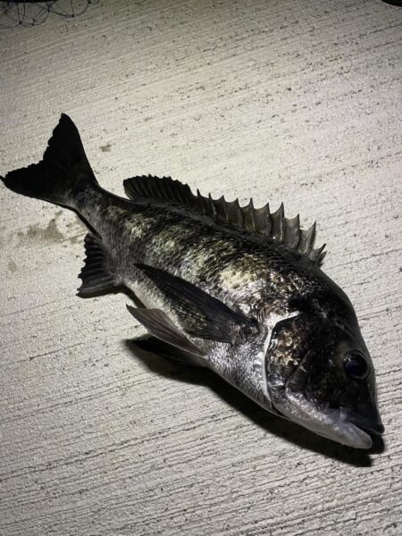 待ちわびたチヌ