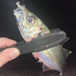 ボトムベッタリ