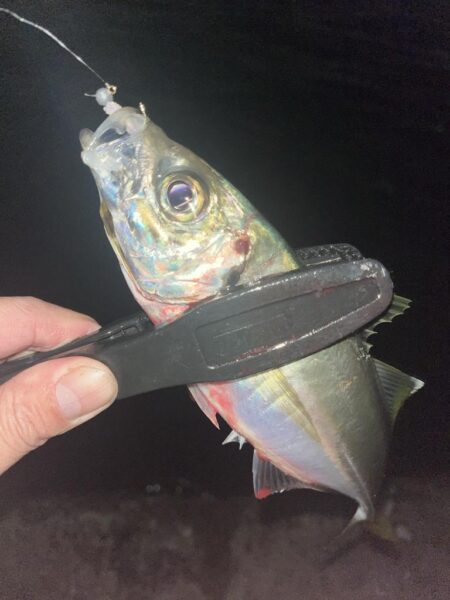 ボトムベッタリ