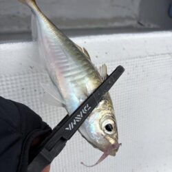 バチコンアジング