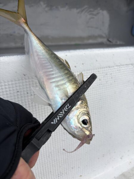 バチコンアジング