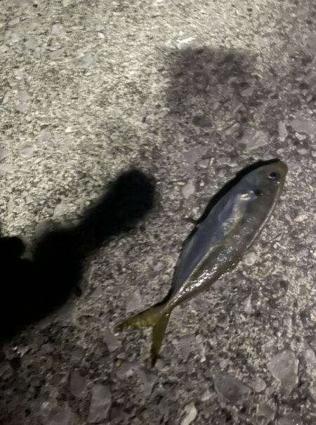 久々の遠征アジング