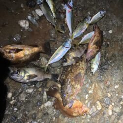 東二見メバル22