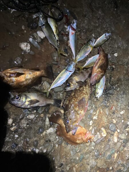 東二見メバル22