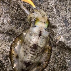 まだまだ小さい