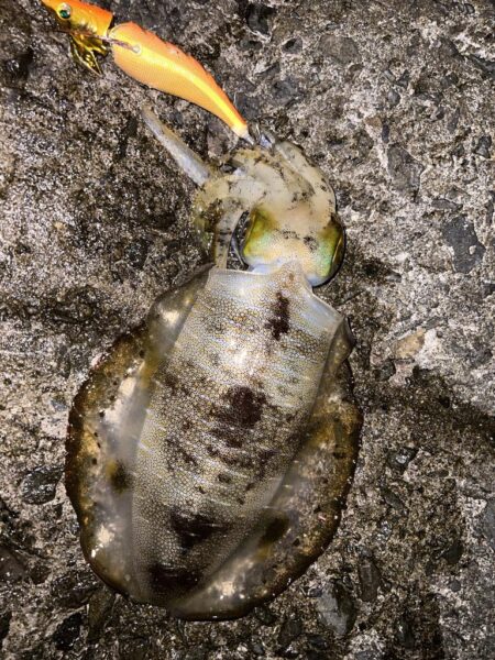 まだまだ小さい