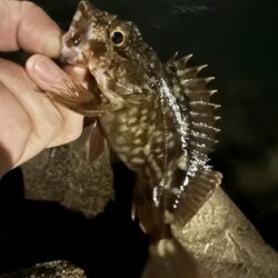 メバル調査からのアジング