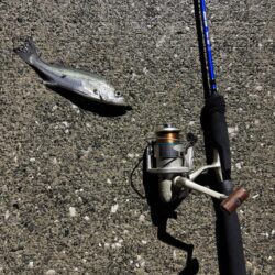 小雨で人がいないしアジもいない