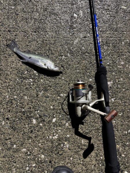 小雨で人がいないしアジもいない