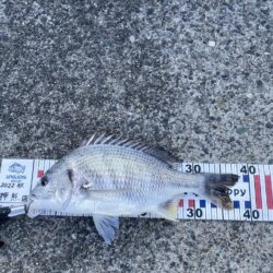 エビ撒きでチヌ