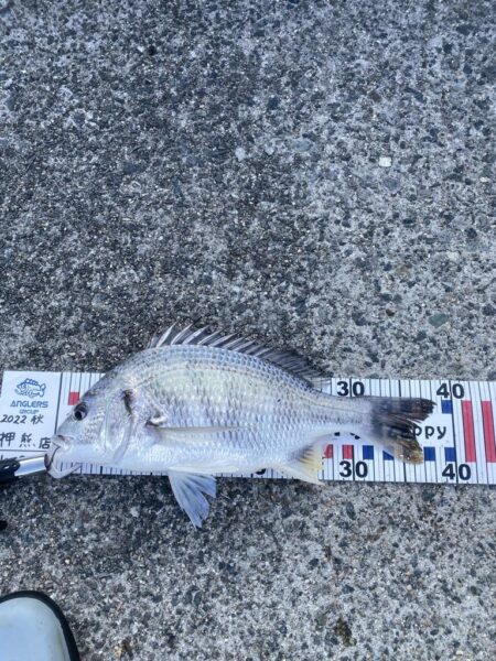 エビ撒きでチヌ