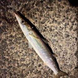 旬のカマスゲーム✨