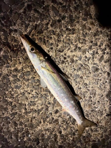 旬のカマスゲーム✨