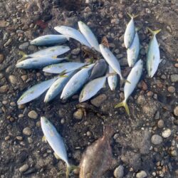 青物爆釣と五目達成