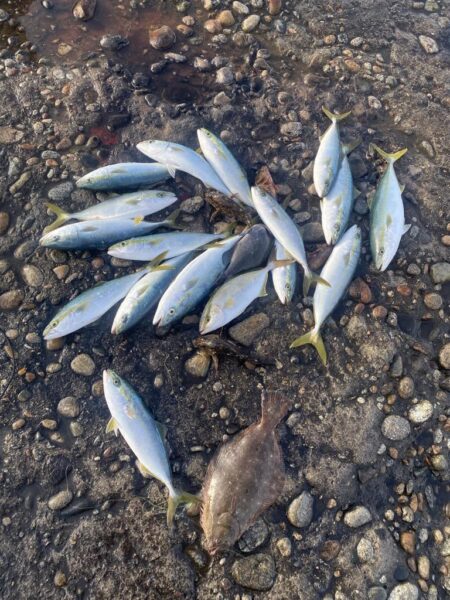 青物爆釣と五目達成