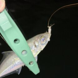 あんまり釣れない