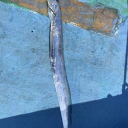 太刀魚ジギング