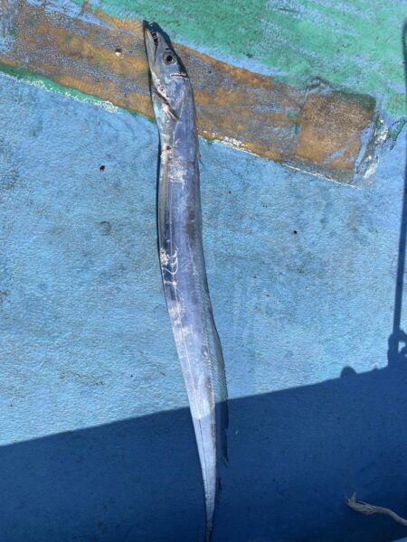 太刀魚ジギング