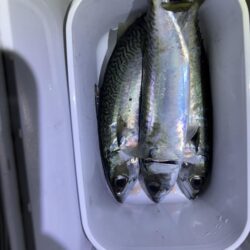 サバ、アジのフロートアジング