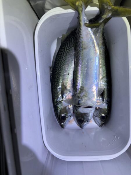 サバ、アジのフロートアジング