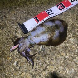 アオリイカ1.2kg