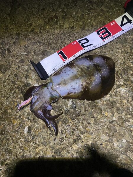 アオリイカ1.2kg