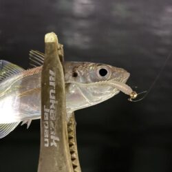 友達は手からオキアミを出している