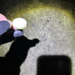 フロートアジング 豆に襲われた