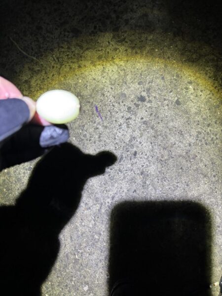 フロートアジング 豆に襲われた