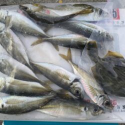 ノマセ不発のシロギスタ