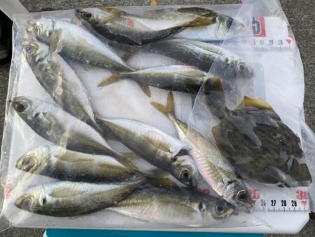 ノマセ不発のシロギスタ