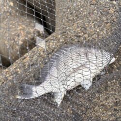 青物シーズン18