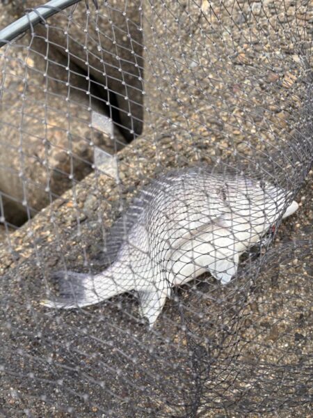 青物シーズン18