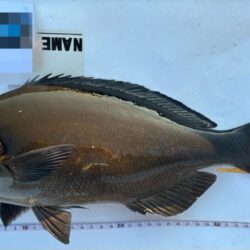 今シーズン初寒グレ