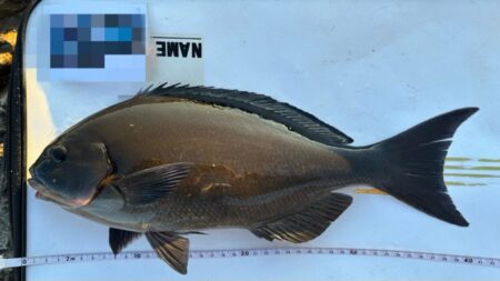 今シーズン初寒グレ