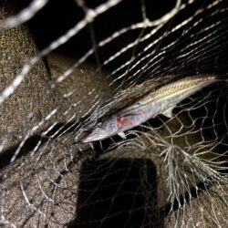 青物シーズン15