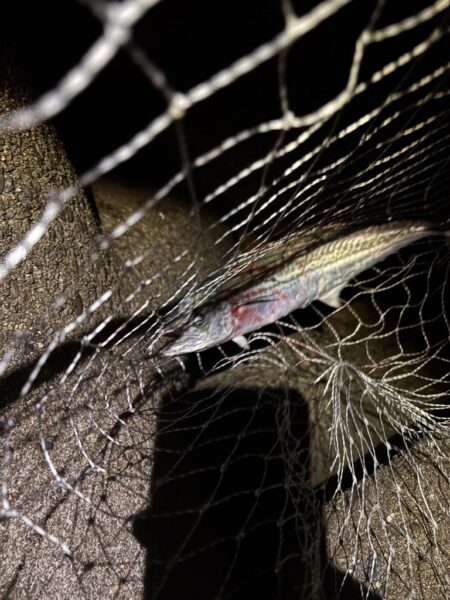 青物シーズン15