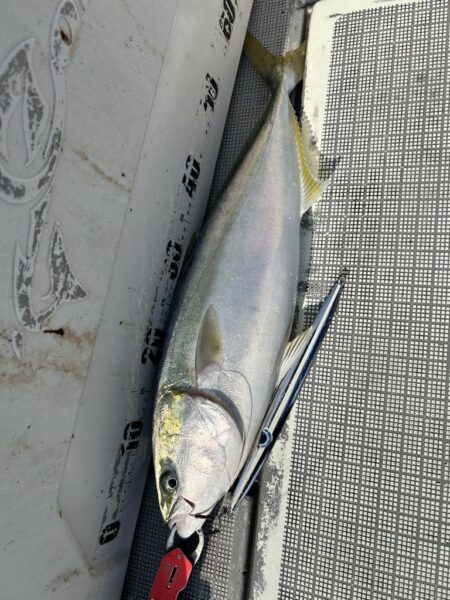 完全タチパターン!