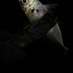 年末のアジング