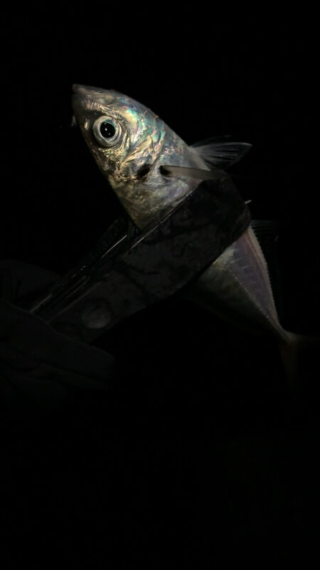 年末のアジング