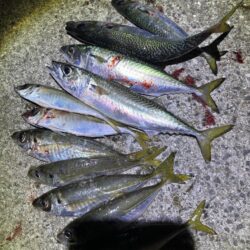 フロートアジング　40㎝サバ