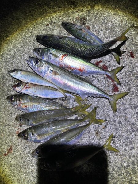 フロートアジング　40㎝サバ