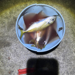 フロートアジング　