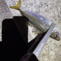 大蔵海岸でアジング