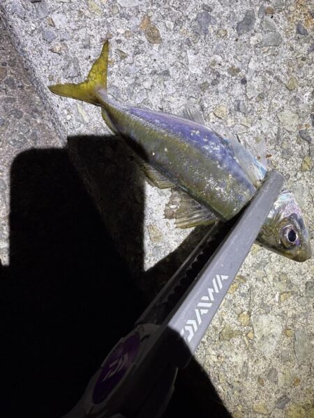 大蔵海岸でアジング