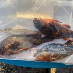 シロギスタ:今シーズンシロギス最終日