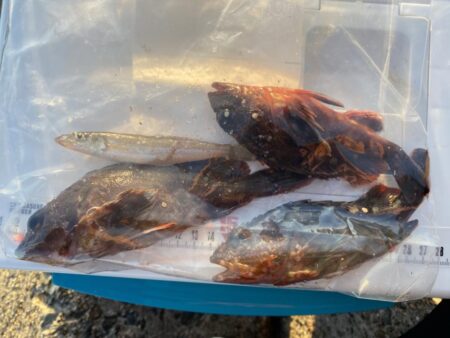 シロギスタ:今シーズンシロギス最終日