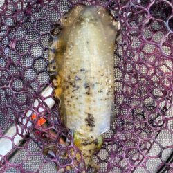 三重ティップラン