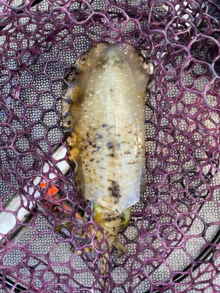 三重ティップラン