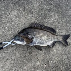 チヌ釣れました